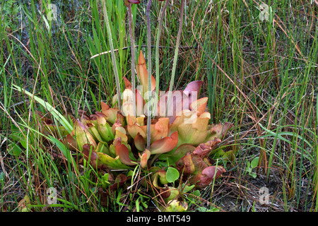 Fleischfressende nördlichen Schlauchpflanze Sarracenia Purpurea E Nordamerika Stockfoto