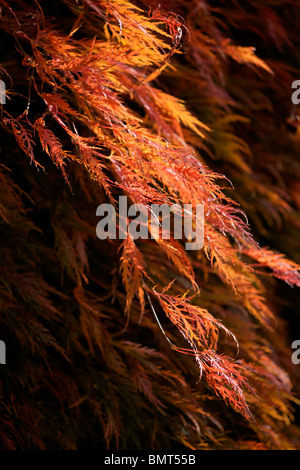 Schöne Flamme wie Blätter im Herbst Farbe des Acer Palmatum Seiryu Stockfoto