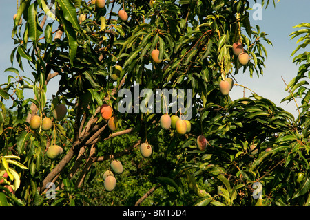 Indische Früchte; Mango; rohen Mangos genannt "Kesar" hängen am Baum; Wai; Maharashtra; Indien Stockfoto