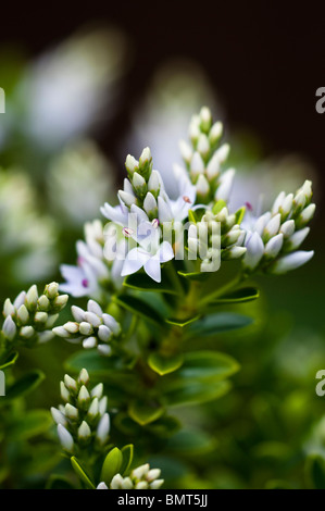 Hebe Vernicosa, lackiert Hebe in Blüte im Juni Stockfoto