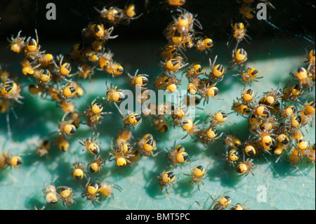 Araneus Diadematus. Junge Kreuz Orbweaver Spinnen Makro Stockfoto