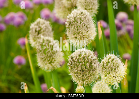 Blühende Waliser Zwiebeln, Allium Fistulosum und Schnittlauch, Allium Schoenoprasum im Painswick Rokoko Garden in The Cotswolds Stockfoto