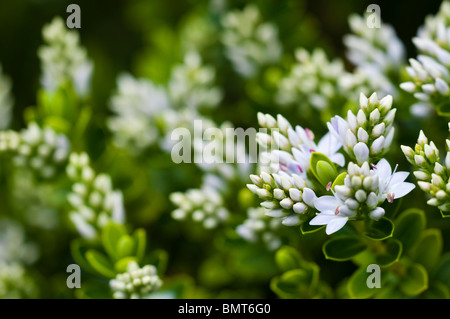 Hebe Vernicosa, lackiert Hebe in Blüte im Juni Stockfoto