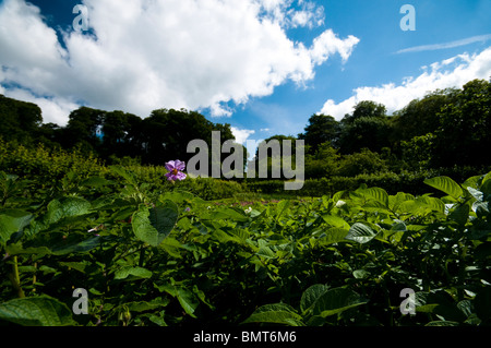 Lord Rosebery und andere Sorten von Kartoffeln wachsen im Gemüsegarten im Painswick Rokoko Garden in The Cotswolds Stockfoto