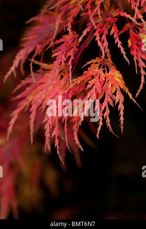 Schöne Flamme wie Blätter im Herbst Farbe des Acer Palmatum Seiryu Stockfoto