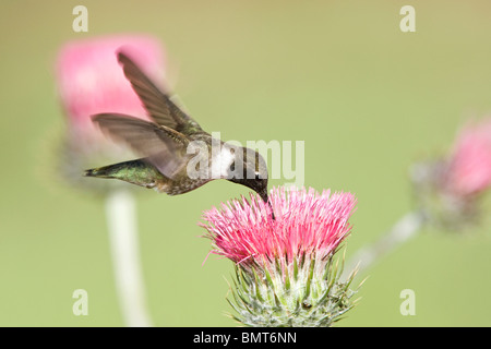 Schwarzer-chinned Kolibri und Kalifornien Distel Stockfoto