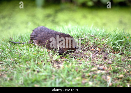 Wasser-Wühlmaus Arvicola Amphibius Graben in einer feuchten Rasen Bank an den Rand des Wassers unter kontrollierten Bedingungen aufgenommen Stockfoto