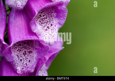 Nahaufnahme von einem lila Fingerhut, Digitalis Purpurea, blüht im späten Frühjahr Stockfoto