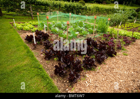 Kohl "Golden Acre" wächst unter Verrechnung im Gemüsegarten im Painswick Rokoko Garden in The Cotswolds Stockfoto