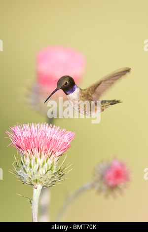 Schwarzer-chinned Kolibri und Kalifornien Distel - vertikale Stockfoto