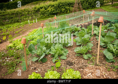 Kohl "Golden Acre" wächst unter Verrechnung im Gemüsegarten im Painswick Rokoko Garden in The Cotswolds Stockfoto