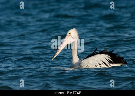 Australischer Pelikan Pelecanus Conspicillatus auf Wasser Gold Coast Australien Stockfoto