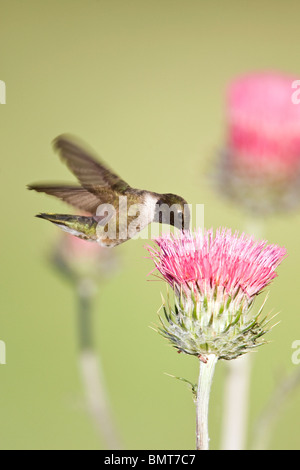 Schwarzer-chinned Kolibri und Kalifornien Distel - vertikale Stockfoto