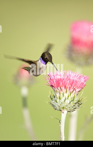 Schwarzer-chinned Kolibri und Kalifornien Distel - vertikale Stockfoto