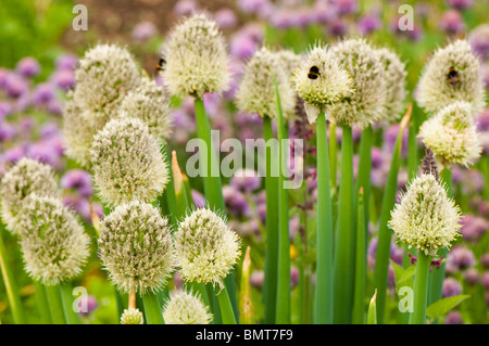 Blühende Waliser Zwiebeln, Allium Fistulosum und Schnittlauch, Allium Schoenoprasum im Painswick Rokoko Garden in The Cotswolds Stockfoto