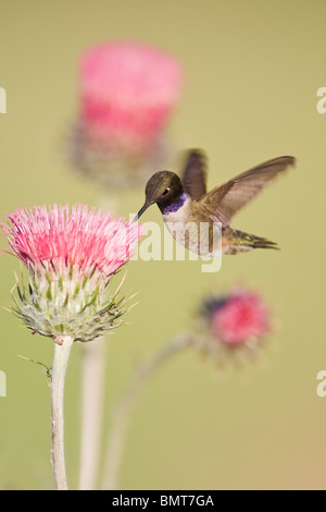 Schwarzer-chinned Kolibri und Kalifornien Distel - vertikale Stockfoto