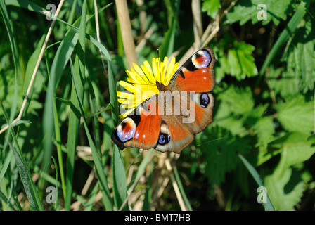 Tagpfauenauge Fütterung mit sichtbaren Rüssel auf einem Löwenzahn Blume in Cheshire, Großbritannien Stockfoto