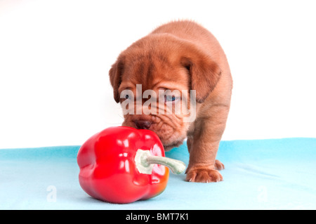 einen Monat alt Welpen schnüffeln eine roter Pfeffer Stockfoto