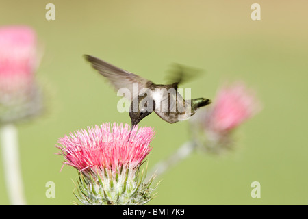 Schwarzer-chinned Kolibri und Kalifornien Distel Stockfoto