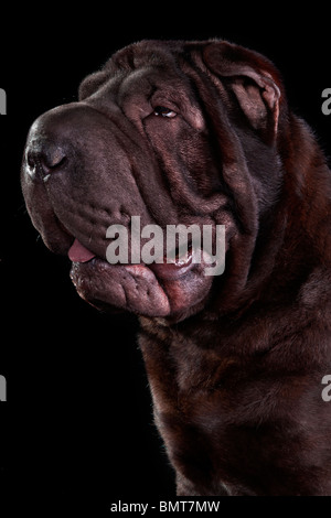 Schwarzer Hund Shar-pei Rasse Porträt auf schwarzem Hintergrund Stockfoto