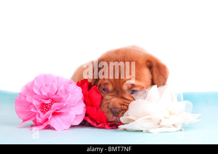 Neugeborene Welpen liegen zwischen einigen künstlichen Blumen Stockfoto