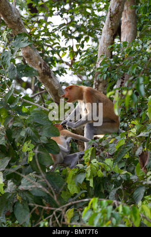 Proboscis Monkey Nasalis Larvatus sitzt im Baum über Kinabatangan Fluss, Sabah, Borneo, Malaysia. Stockfoto