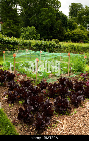 Kohl "Golden Acre" wächst unter Verrechnung im Gemüsegarten im Painswick Rokoko Garden in The Cotswolds Stockfoto