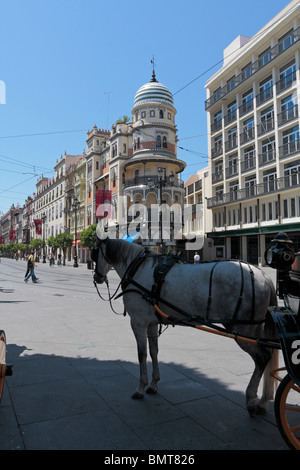 Pferd und Wagen im Schatten warten auf Kunden auf der Avenida De La Constitución in Sevilla Andalusien Spanien Europa Stockfoto