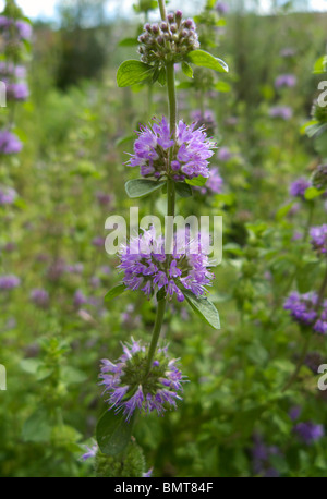 Poleiminze Mentha pulegium Stockfoto