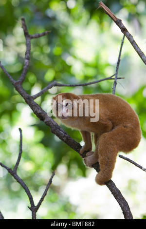 Männliche Bornean Slow Loris Nycticebus Menagensis ruht auf Zweig, Borneo, Sabah, Malaysia. Stockfoto