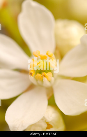 Choisya Ternata. Gemeinsamen Namen mexikanischen Orangenblüten. "Sundance" Sorte. Stockfoto