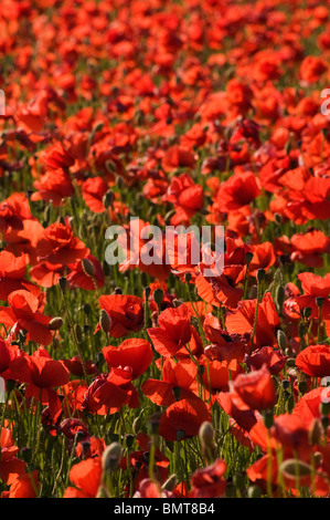 Wilden gemeinsamen Mohnfeld in Worcestershire Stockfoto