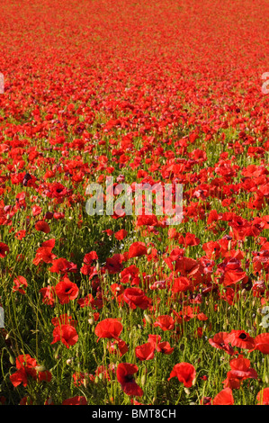 Wilden gemeinsamen Mohnfeld in Worcestershire Stockfoto