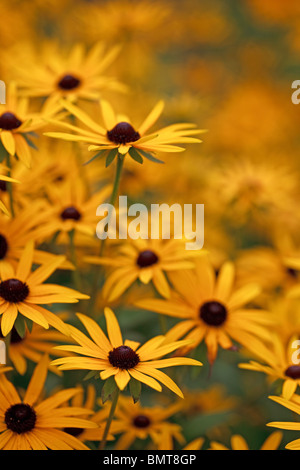Rudbeckia bietet willkommene Farbe auf die Herbst-Grenzen Stockfoto