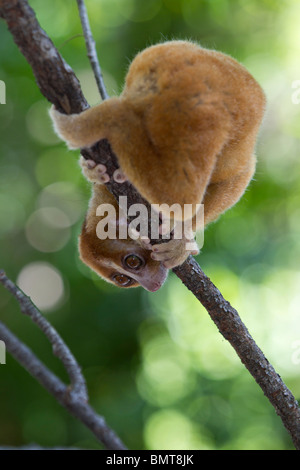 Männliche Bornean Slow Loris Nycticebus Menagensis ruht auf Zweig, Borneo, Sabah, Malaysia. Stockfoto