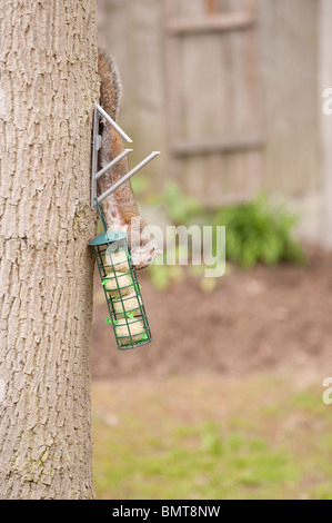 Grauhörnchen (Sciurus Carolinensis) Abstieg Eiche im Garten von Meisenknödeln ernähren, die für Vögel löschte. Stockfoto