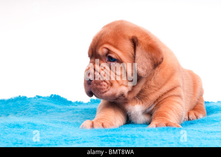 traurig und müde einen Monat alt Welpen sitzen auf einem Blu-Teppich Stockfoto