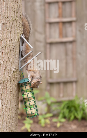 Grauhörnchen (Sciurus Carolinensis) Abstieg Eiche im Garten von Meisenknödeln ernähren, die für Vögel löschte. Stockfoto