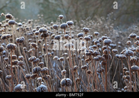 Samenköpfe Monarda Garten anzeigen Scarlet, bedeckt in frost Stockfoto