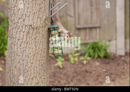 Grauhörnchen (Sciurus Carolinensis) Abstieg Eiche im Garten von Meisenknödeln ernähren, die für Vögel löschte. Stockfoto