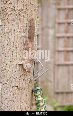 Grauhörnchen (Sciurus Carolinensis) Abstieg Eiche im Garten von Meisenknödeln ernähren, die für Vögel löschte. Stockfoto