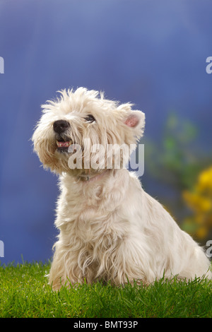 West Highland White Terrier, 12 Jahre alt / Westie Stockfoto