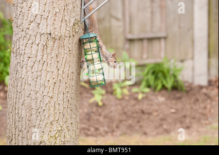 Grauhörnchen (Sciurus Carolinensis) Abstieg Eiche im Garten von Meisenknödeln ernähren, die für Vögel löschte. Stockfoto