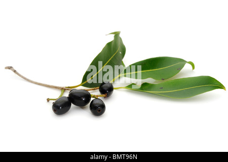 Reife und unreife Bewohner Obst (Syzygium Cumini) mit Blättern auf weißem Hintergrund Stockfoto