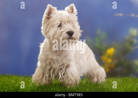 West Highland White Terrier, 12 Jahre alt / Westie Stockfoto