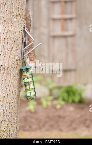 Grauhörnchen (Sciurus Carolinensis) Abstieg Eiche im Garten von Meisenknödeln ernähren, die für Vögel löschte. Stockfoto