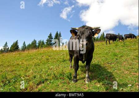 Eine schwarze Kuh steht und starrt in die Kamera in einer hohen Weide in Chamonix Mont-Blanc-Tal in Frankreich. Stockfoto