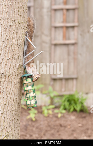 Grauhörnchen (Sciurus Carolinensis) Abstieg Eiche im Garten von Meisenknödeln ernähren, die für Vögel löschte. Stockfoto