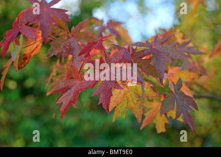 Liquidambar Orientalis - orientalische Amber im Herbst Farbe bedeckt mit Regentropfen Stockfoto