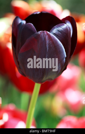 Frühling - Tulipa "Königin der Nacht" Stockfoto